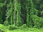 Kudzu Vine